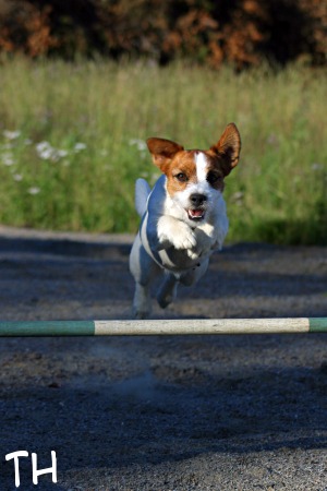 080729 agi_inka3.jpg - Hyppy